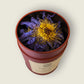Blue Lotus, Whole Flowers